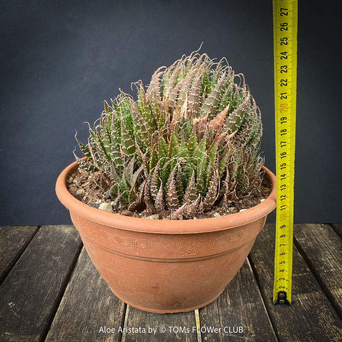 Aloe aristata, organically grown sun loving succulent plants for sale at TOMs FLOWer CLUB.