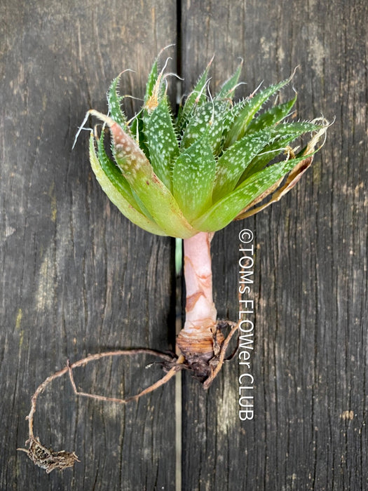 Aloe aristata, organically grown sun loving succulent plants for sale at TOMs FLOWer CLUB.