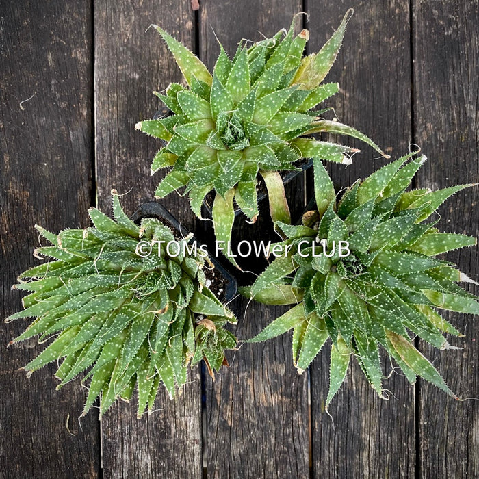 Aloe aristata, organically grown sun loving succulent plants for sale at TOMs FLOWer CLUB.