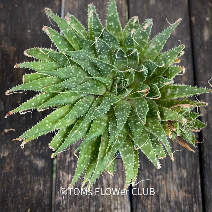 Aloe aristata, organically grown sun loving succulent plants for sale at TOMs FLOWer CLUB.