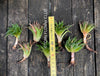 Aloe aristata, organically grown sun loving succulent plants for sale at TOMs FLOWer CLUB.