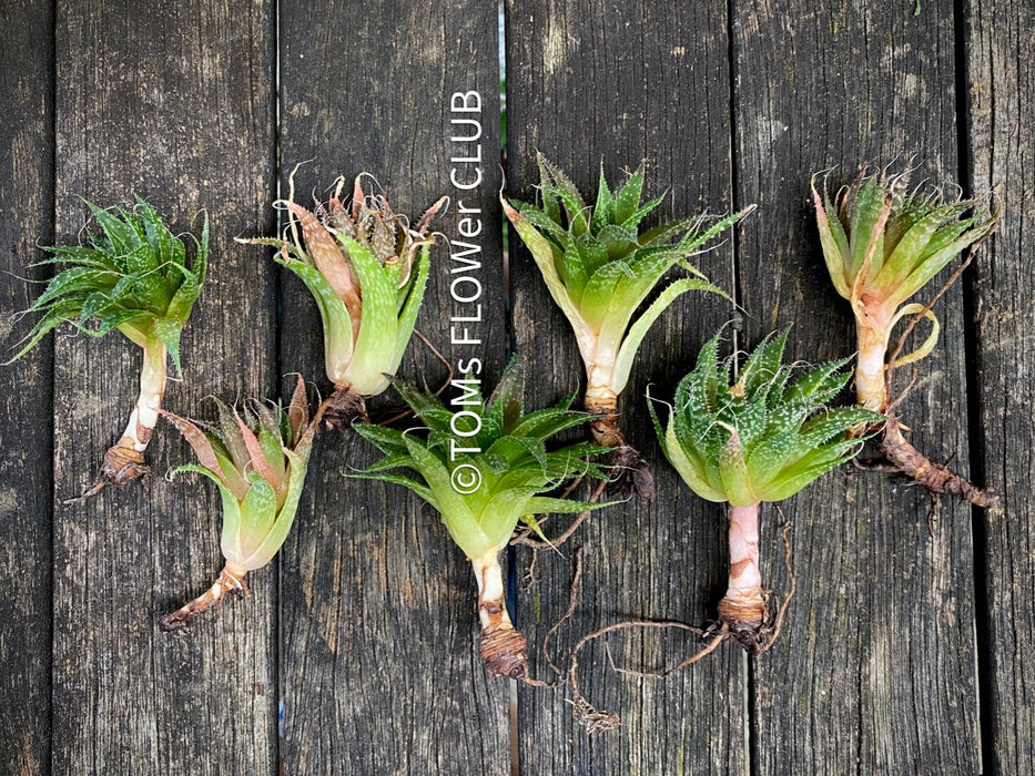 Aloe aristata, organically grown sun loving succulent plants for sale at TOMs FLOWer CLUB.