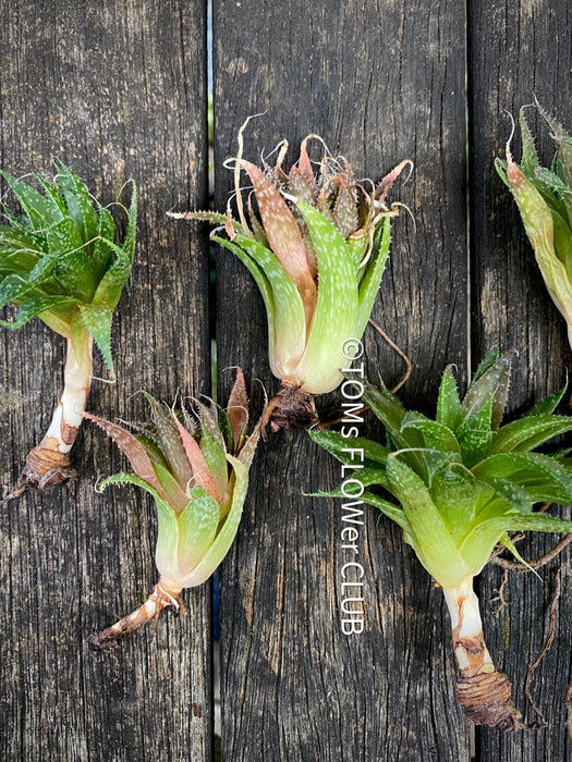 Aloe aristata, organically grown sun loving succulent plants for sale at TOMs FLOWer CLUB.