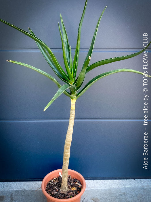 Aloe Barberae, African tree aloe, organically grown succulent South African plants for sale at TOMs FLOWer CLUB.