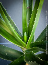 Aloe Barberae, African tree aloe, organically grown succulent South African plants for sale at TOMs FLOWer CLUB.