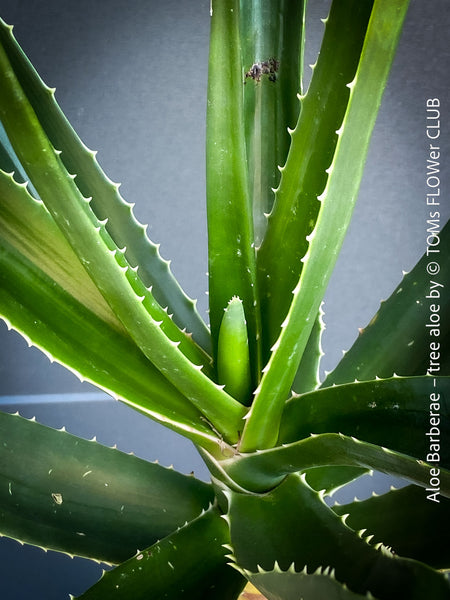 Aloe Barberae, African tree aloe, organically grown succulent South African plants for sale at TOMs FLOWer CLUB.