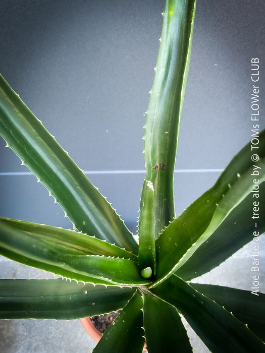 Aloe Barberae, African tree aloe, organically grown succulent South African plants for sale at TOMs FLOWer CLUB.