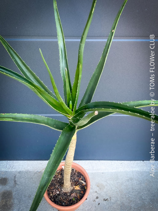 Aloe Barberae, African tree aloe, organically grown succulent South African plants for sale at TOMs FLOWer CLUB.