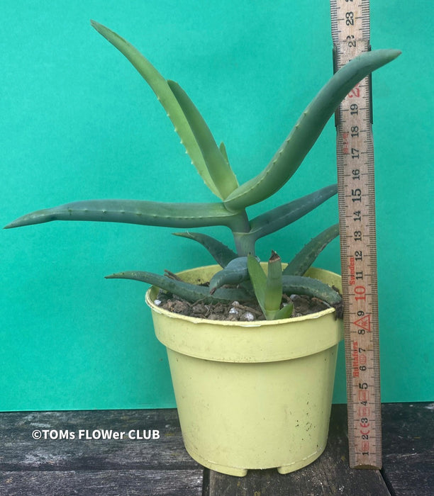 Aloe Castanea, organically grown succulent plants for sale at TOMs FLOWer CLUB.