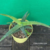 Aloe Castanea, organically grown succulent plants for sale at TOMs FLOWer CLUB.