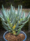 Aloe Dichotoma, Quiver Tree, organically grown succulent South African plants for sale at TOMs FLOWer CLUB.