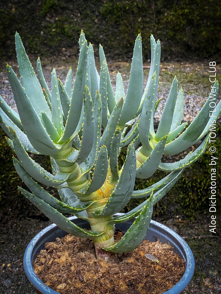 Aloe Dichotoma, Quiver Tree, organically grown succulent South African plants for sale at TOMs FLOWer CLUB.