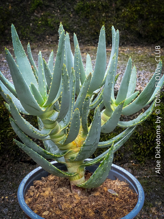 Aloe Dichotoma, Quiver Tree, organically grown succulent South African plants for sale at TOMs FLOWer CLUB.