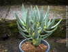 Aloe Dichotoma, Quiver Tree, organically grown succulent South African plants for sale at TOMs FLOWer CLUB.