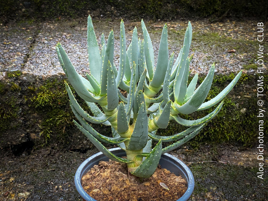 Aloe Dichotoma, Quiver Tree, organically grown succulent South African plants for sale at TOMs FLOWer CLUB.