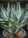 Aloe Dichotoma, Quiver Tree, organically grown succulent South African plants for sale at TOMs FLOWer CLUB.