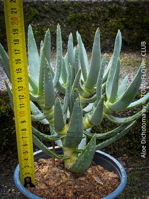 Aloe Dichotoma, Quiver Tree, organically grown succulent South African plants for sale at TOMs FLOWer CLUB.