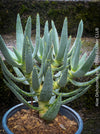 Aloe Dichotoma, Quiver Tree, organically grown succulent South African plants for sale at TOMs FLOWer CLUB.