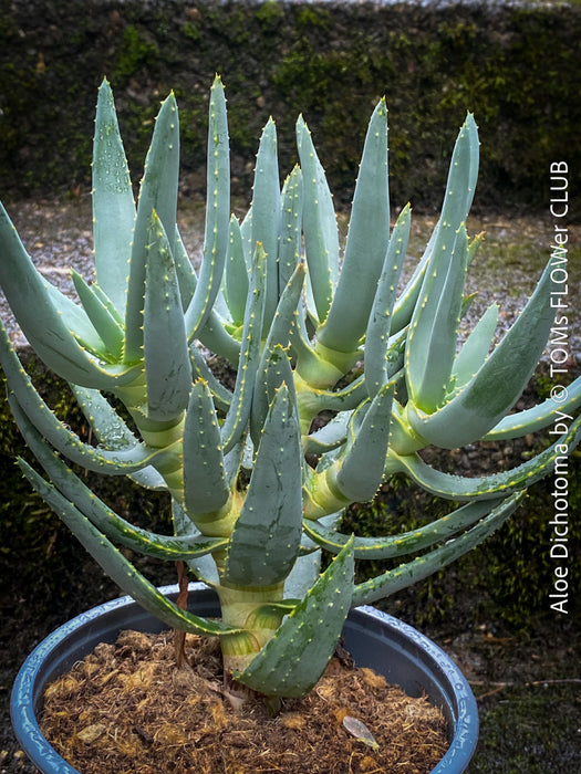 Aloe Dichotoma, Quiver Tree, organically grown succulent South African plants for sale at TOMs FLOWer CLUB.