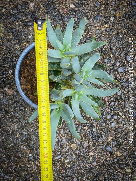 Aloe Dichotoma, Quiver Tree, organically grown succulent South African plants for sale at TOMs FLOWer CLUB.