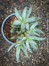 Aloe Dichotoma, Quiver Tree, organically grown succulent South African plants for sale at TOMs FLOWer CLUB.
