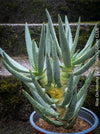 Aloe Dichotoma, Quiver Tree, organically grown succulent South African plants for sale at TOMs FLOWer CLUB.