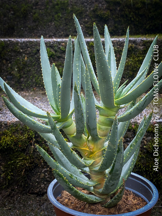 Aloe Dichotoma, Quiver Tree, organically grown succulent South African plants for sale at TOMs FLOWer CLUB.