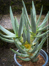 Aloe Dichotoma, Quiver Tree, organically grown succulent South African plants for sale at TOMs FLOWer CLUB.