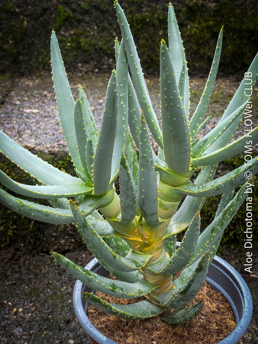 Aloe Dichotoma, Quiver Tree, organically grown succulent South African plants for sale at TOMs FLOWer CLUB.