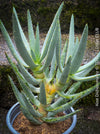 Aloe Dichotoma, Quiver Tree, organically grown succulent South African plants for sale at TOMs FLOWer CLUB.
