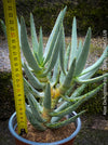 Aloe Dichotoma, Quiver Tree, organically grown succulent South African plants for sale at TOMs FLOWer CLUB.