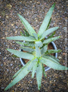 Aloe Dichotoma, Quiver Tree, organically grown succulent South African plants for sale at TOMs FLOWer CLUB.
