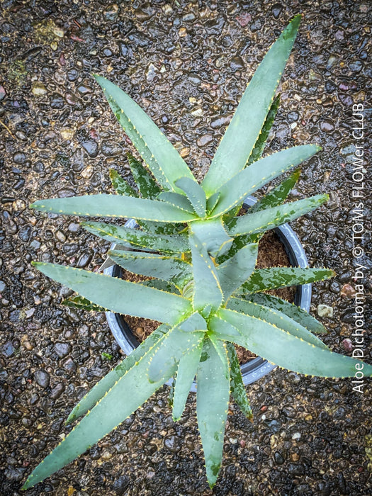Aloe Dichotoma, Quiver Tree, organically grown succulent South African plants for sale at TOMs FLOWer CLUB.
