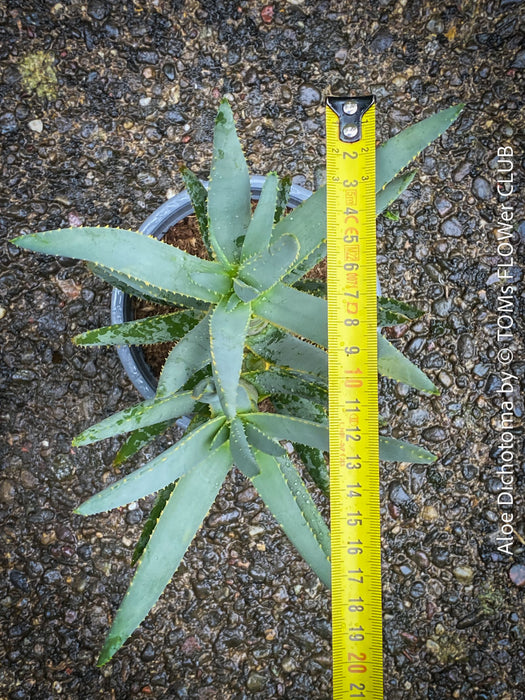 Aloe Dichotoma, Quiver Tree, organically grown succulent South African plants for sale at TOMs FLOWer CLUB.