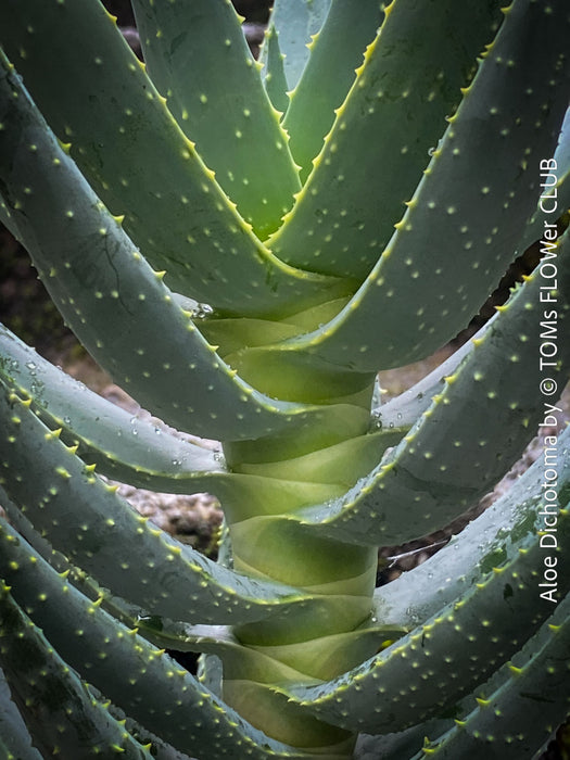 Aloe Dichotoma, Quiver Tree, organically grown succulent South African plants for sale at TOMs FLOWer CLUB.