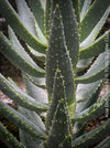 Aloe Dichotoma, Quiver Tree, organically grown succulent South African plants for sale at TOMs FLOWer CLUB.