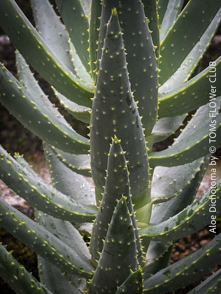 Aloe Dichotoma, Quiver Tree, organically grown succulent South African plants for sale at TOMs FLOWer CLUB.