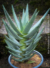 Aloe Dichotoma, Quiver Tree, organically grown succulent South African plants for sale at TOMs FLOWer CLUB.