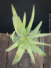 Aloe Dichotoma, Quiver Tree, organically grown succulent South African plants for sale at TOMs FLOWer CLUB.