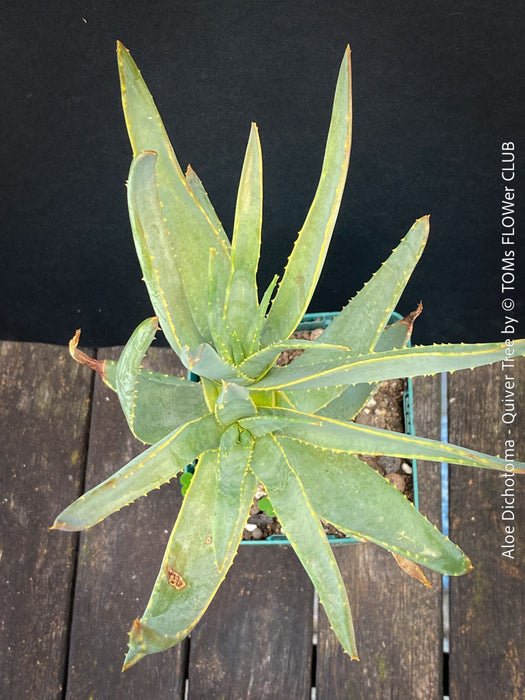 Aloe Dichotoma, Quiver Tree, organically grown succulent South African plants for sale at TOMs FLOWer CLUB.
