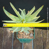Aloe Dichotoma, Quiver Tree, organically grown succulent South African plants for sale at TOMs FLOWer CLUB.