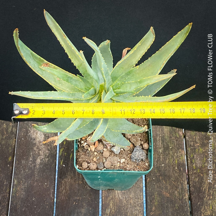 Aloe Dichotoma, Quiver Tree, organically grown succulent South African plants for sale at TOMs FLOWer CLUB.