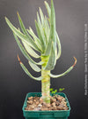 Aloe Dichotoma, Quiver Tree, organically grown succulent South African plants for sale at TOMs FLOWer CLUB.
