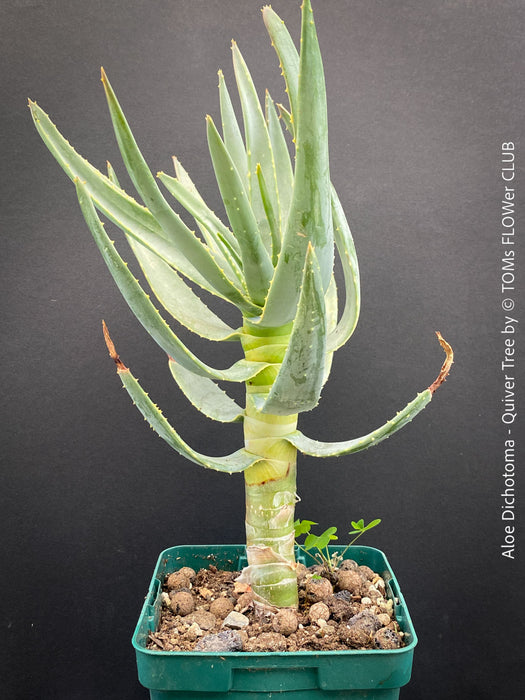 Aloe Dichotoma, Quiver Tree, organically grown succulent South African plants for sale at TOMs FLOWer CLUB.