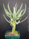 Aloe Dichotoma, Quiver Tree, organically grown succulent South African plants for sale at TOMs FLOWer CLUB.