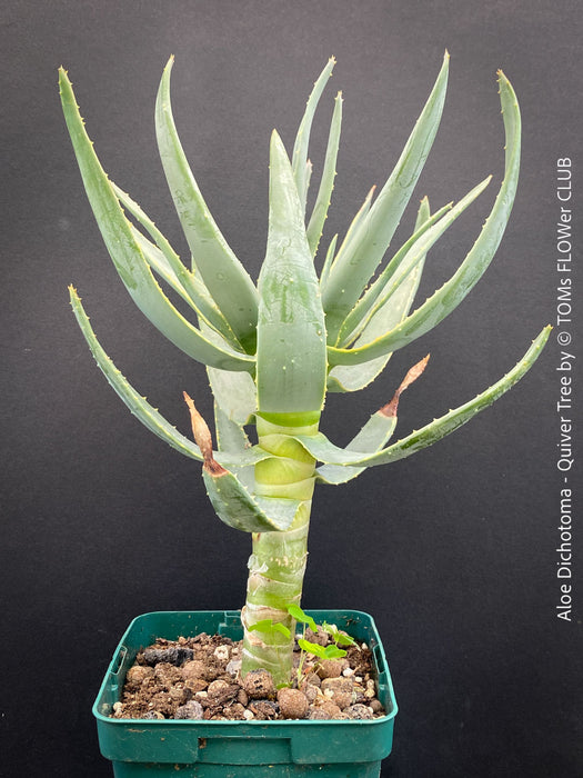 Aloe Dichotoma, Quiver Tree, organically grown succulent South African plants for sale at TOMs FLOWer CLUB.