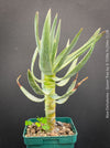 Aloe Dichotoma, Quiver Tree, organically grown succulent South African plants for sale at TOMs FLOWer CLUB.