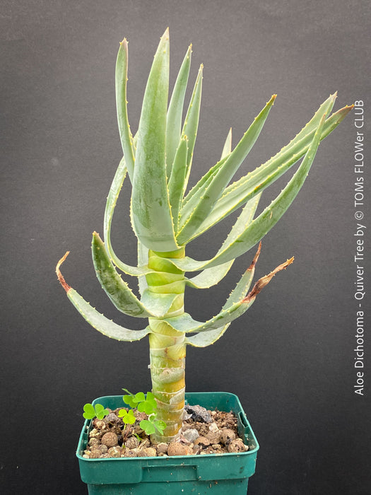 Aloe Dichotoma, Quiver Tree, organically grown succulent South African plants for sale at TOMs FLOWer CLUB.