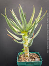 Aloe Dichotoma, Quiver Tree, organically grown succulent South African plants for sale at TOMs FLOWer CLUB.