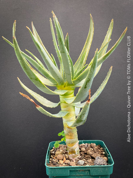 Aloe Dichotoma, Quiver Tree, organically grown succulent South African plants for sale at TOMs FLOWer CLUB.